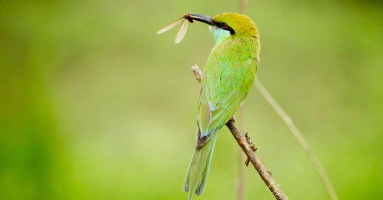 Best Camera for Wildlife Photography